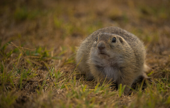 European ground squirrel