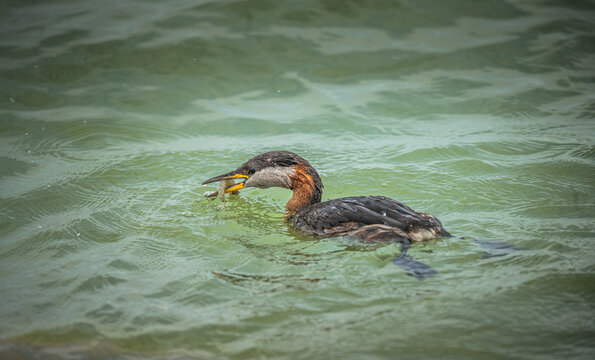 Red-necked grebe
