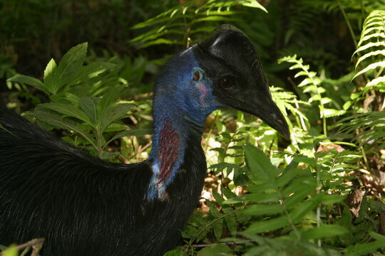 southern cassowary hidden in the jungle, portrait 363