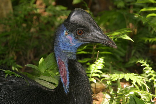 southern cassowary hidden in the jungle, portrait 366