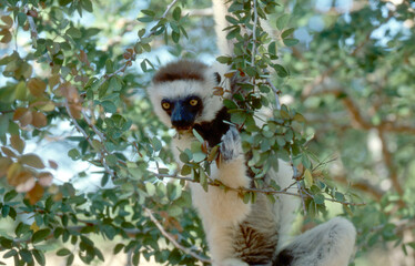 lemur sifaka, Propithecus verreaux, clings to tree trunk 185 © meyblume