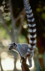 catta with stretched-up ringed tail 210  © meyblume