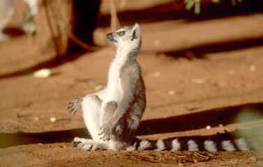 lemur catta early morning sun bath 216 © meyblume