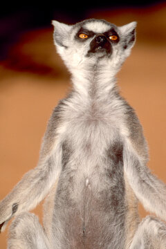 lemur catta early morning sun bath, close 224   
