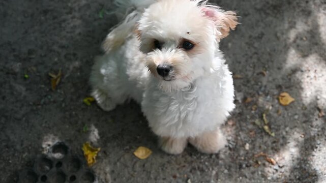 Cute fluffy white Maltipoo puppy looking up with curious eyes outdoors; a close-up shot of an adorable little dog standing on a paved surface, featuring soft curly fur and floppy cream-colored ears.