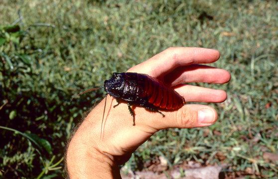 huge Madagascar hissing cockroach, Gromphadorhina portentosa, on a human hand 187