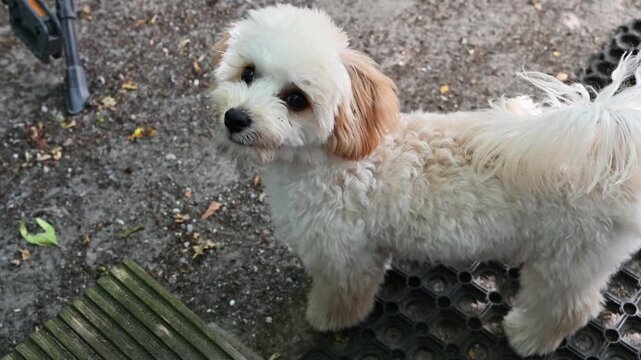 Cute fluffy white Maltipoo puppy looking up with curious eyes outdoors; a close-up shot of an adorable little dog standing on a paved surface, featuring soft curly fur and floppy cream-colored ears.
