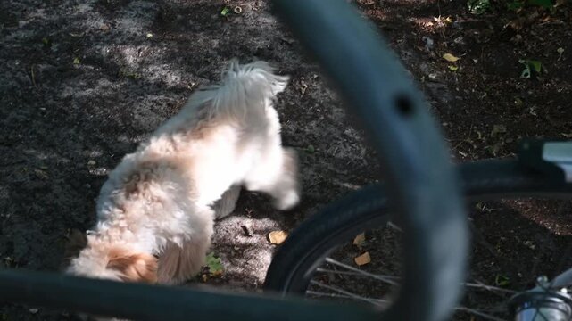 Cute fluffy white Maltipoo puppy sniffing the ground outdoors; a close-up shot of an adorable little dog exploring the soil and leaves, featuring soft curly fur and floppy cream-colored ears.