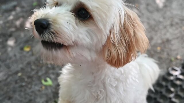Cute fluffy white Maltipoo puppy eating a treat from a person's hand outdoors; a close-up shot of an adorable little dog gently taking food with soft curly fur and floppy cream-colored ears.