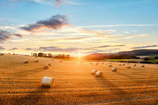 Hay bales in golden field with sunset summer background