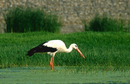 white stork, Ciconia ciconia, in search of food in a swampy meadow 375
