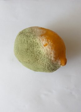 Photograph of a moldy lemon on a white background.Mold on a citrus fruit.