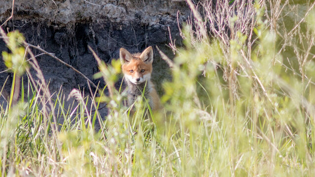 red fox vulpes
