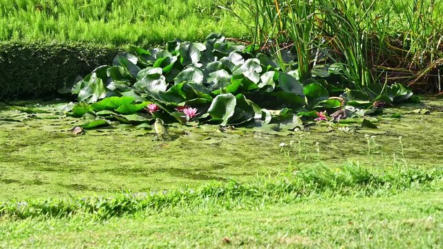 A pond with lush green water lilies and a pink flower in bloom, surrounded by grass and reeds, under bright sunlight.