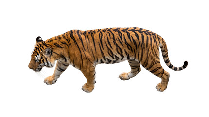 Fototapeta premium Bengal tiger walking side view isolated on transparent background