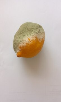 Photograph of a moldy lemon on a white background.Mold on a citrus fruit.