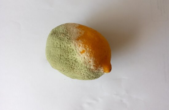 Photograph of a moldy lemon on a white background.Mold on a citrus fruit.