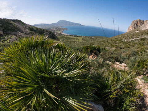 View from a trail to Monte Cofano toward town of Cornino, Sicily, Italy. Dwarf palms in foreground.