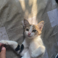 Cute Stray Kitten Looking at the Camera © ayu