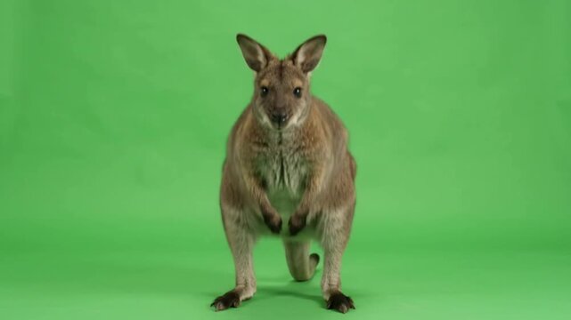 Cute Wallaby Hopping Forward on Green Screen Background