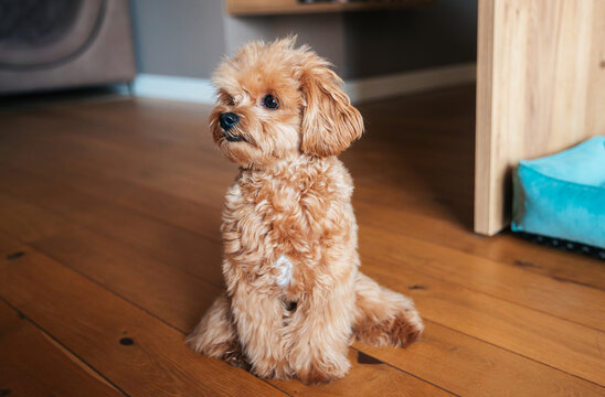 Fluffy Maltipoo Puppy Sitting on Wooden Floor in a Home Living Area Looking Curious and Alert