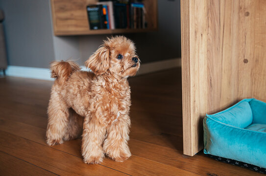 Maltipoo Puppy Explores the Living Room While a Pet Bed Waits in the Corner