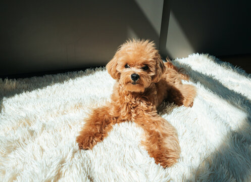 Maltipoo Puppy Relaxing on a Soft Rug at Home in the Afternoon Sunlight