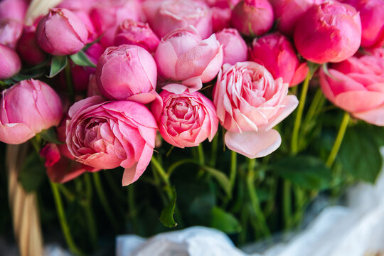 Fluffy Dog Sitting Near a Basket of Soft Pink Roses in a Cozy Living Room With Natural Light Coming Through the Window