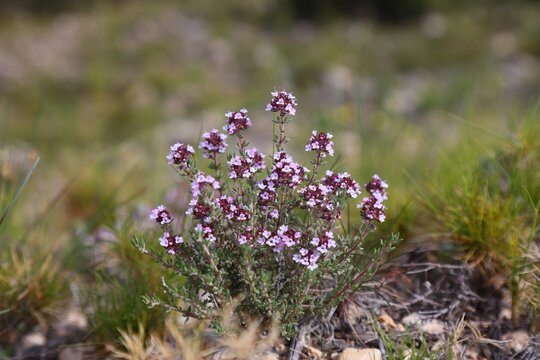 Spain nature in Alicante Province. Wildflower plant species: common thyme (Thymus vulgaris). Common culinary herb.