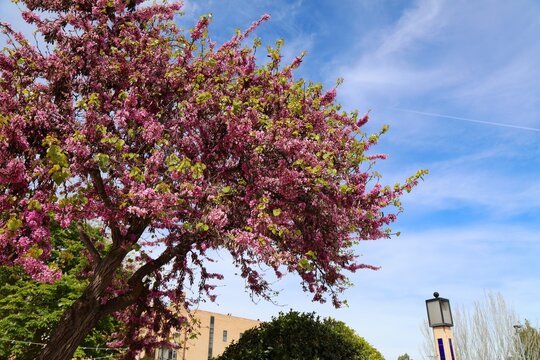 Ornamental tree in a Spanish town. European cercis (Cercis siliquastrum) tree.