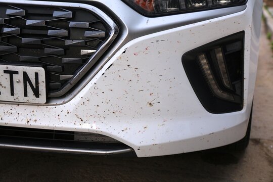 Car front bumper covered with dead bugs splattered by highway speed. Car cleanliness problem.