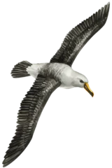 Albatross flying with wide wings watercolor bird portrait in black gray and white isolated on background for wildlife design © Hanna