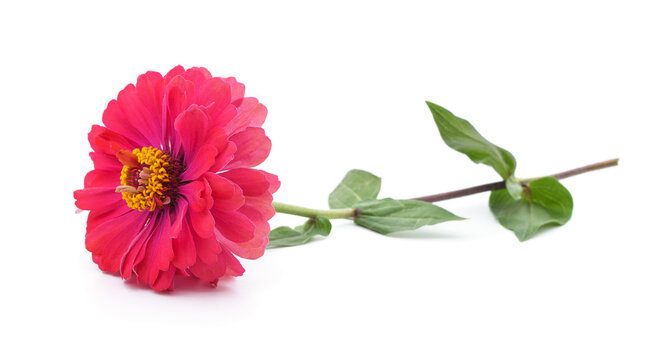 Pink zinnia flower on stem isolated on a white background.