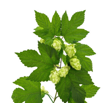 Green hop vine with cones and leaves isolated on a white background.