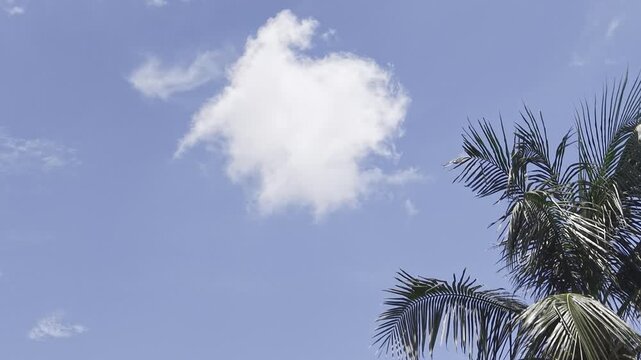 Single white cloud drifting above palm tree against clear blue sky, tranquil tropical background