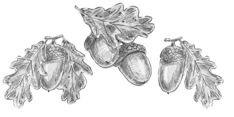 Set of isolated hand drawn oak leaves with acorns in pencil sketch style. Ideal for wilderkind decor, organic packaging, cottagecore cards, vintage prints, farmhouse wall art. © Margarita