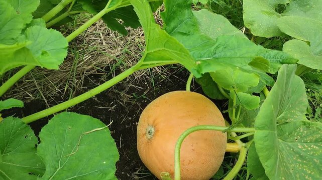 pumpkin in the garden / dynia w ogrodzie 