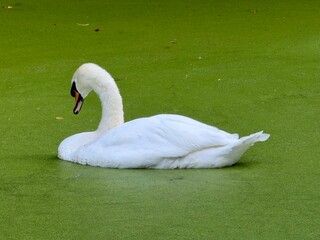 A beautiful Mute Swan (Cygnus olor) resting on an algae covered quiet pool.  © Andy