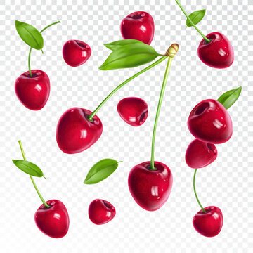 Fresh, sweet  cherry mix on transparent background. Vector illustration
