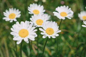 Fototapeta premium Daisies with white petals and yellow centers flourishing in a vibrant green field, symbolizing purity, nature, and spring