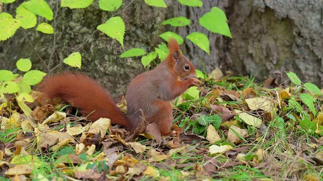Europ&auml;isches Eichh&ouml;rnchen (Sciurus vulgaris), sitzt an einem Baum und knabbert an einer Nuss
