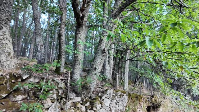 Moving shot looking up at a lush chestnut forest growing on ancient mossy stone terraces