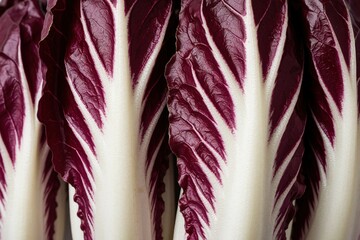 Obraz premium Close up view of radicchio leaves showing deep purple and white patterns. Crisp natural texture presents vibrant colors perfect for food design backdrop.
