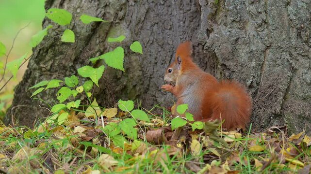 Europ&auml;isches Eichh&ouml;rnchen (Sciurus vulgaris), sitzt an einem Baum und knabbert an einer Nuss