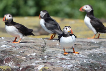 Fototapeta premium Atlantic puffins in summer, Northumberland