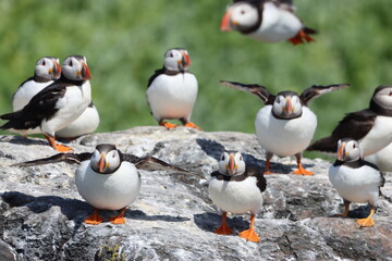 Fototapeta premium Atlantic puffins in summer, Northumberland
