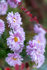 Fototapeta premium Beautiful lilac chrysanthemum flowers on green background.