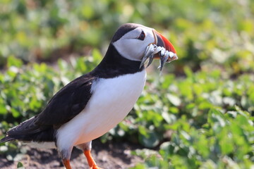 Obraz premium Puffin carrying sand eels, Northumberland