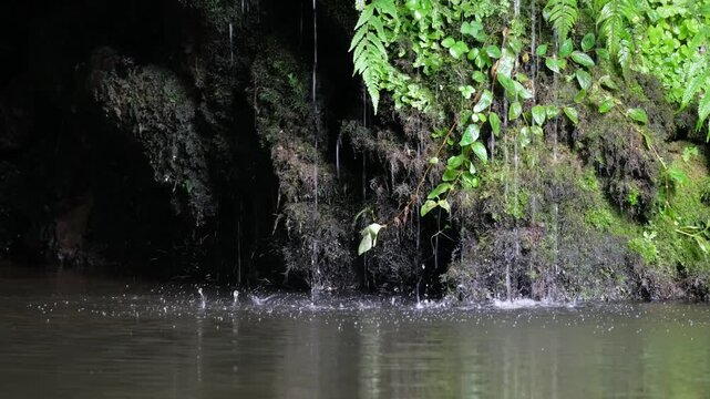 Rainwater drips into a dark grotto pool framed by dripping ferns at Poco Azul, Sao Miguel, Azores
