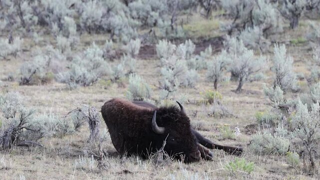 A large male American bison lowers itself to roll in a dirt wallow amidst sagebrush in the Lamar Valley, standing back up to shake off dust in Yellowstone National Park.